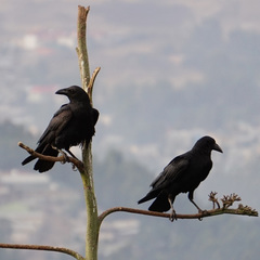 Corvus rhipidurus