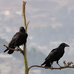 Corvus rhipidurus