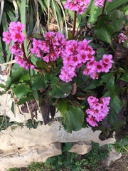 Bergenia