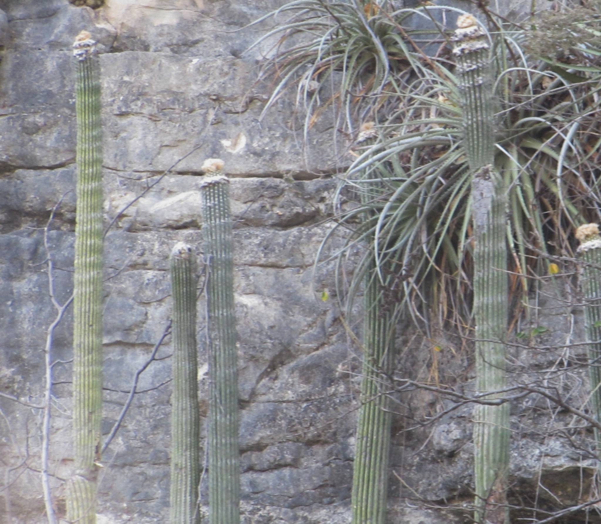 Cephalocereus apicicephalium