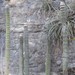 Cephalocereus apicicephalium - Photo (c) Carlos Arreola, some rights reserved (CC BY-NC), uploaded by Carlos Arreola