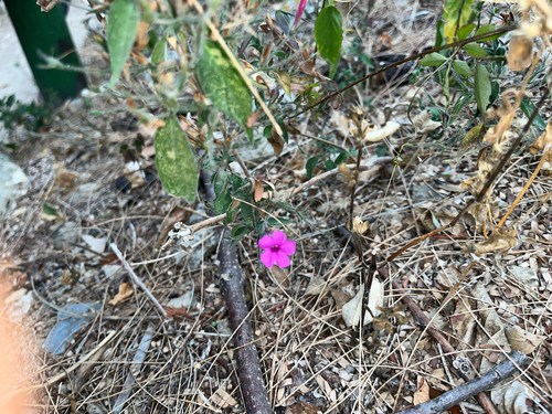 Ruellia inundata, photograph 2