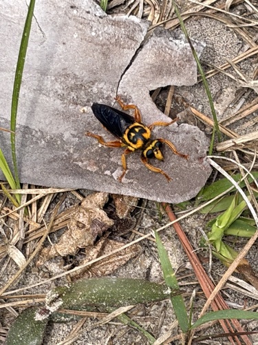 Unknown species found near Sam Houston National Forest, New Waverly, TX, US