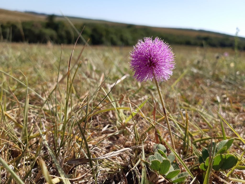 Mimosa flagellaris