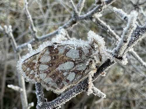 Queen of Spain Fritillary