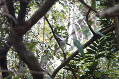 Hypothymis azurea oberholseri