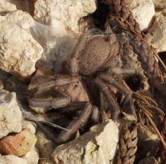 Chaetopelma olivaceum