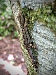 Shieldhead Gecko photo 5
