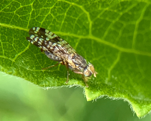 Unknown species found near Twin Oaks Dr, Austin, TX, US