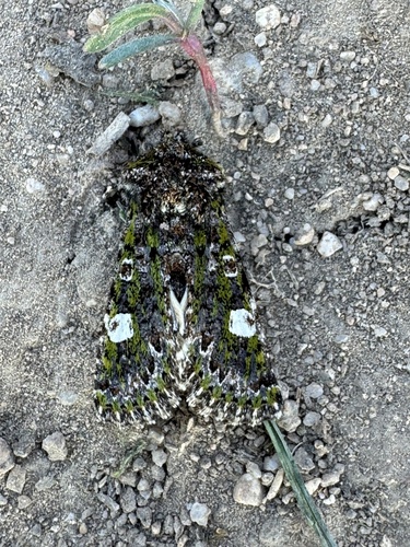 Green-brindled Dot