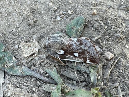 Small Eggar