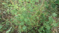 Mimosa diplotricha diplotricha