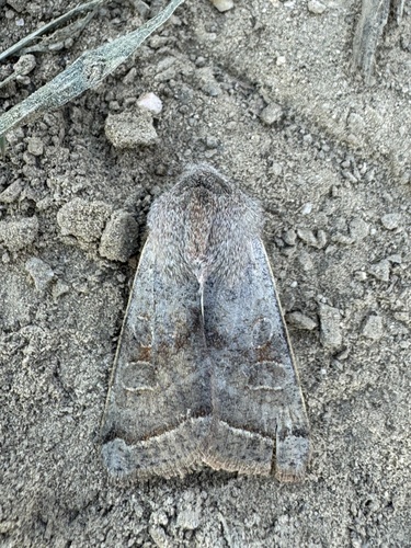 Northern Drab