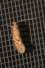 Cephitinea obscurostrigella