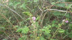 Mimosa diplotricha diplotricha