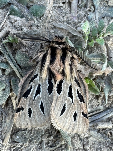 Ocnogyna parasita