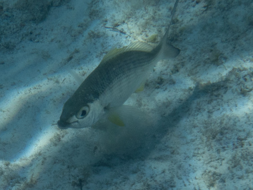 Gerres cinereus