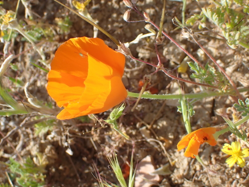 Lemmon's Poppy (Eschscholzia lemmonii)