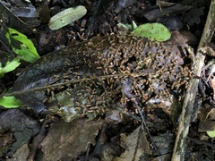 Tenuirostritermes