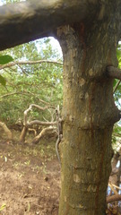 Phelsuma robertmertensi