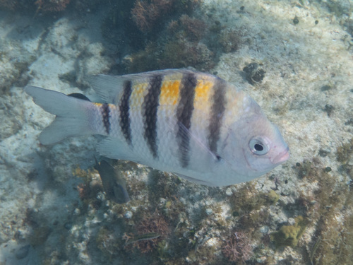 Abudefduf saxatilis