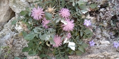 Centaurea raphanina mixta