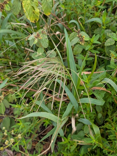 Leptochloa virgata observed 2026-03-24