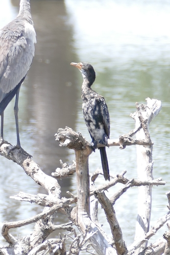 iNaturalist: (c) bjoern1982, some rights reserved (CC BY-NC), uploaded by bjoern1982 iNaturalist image