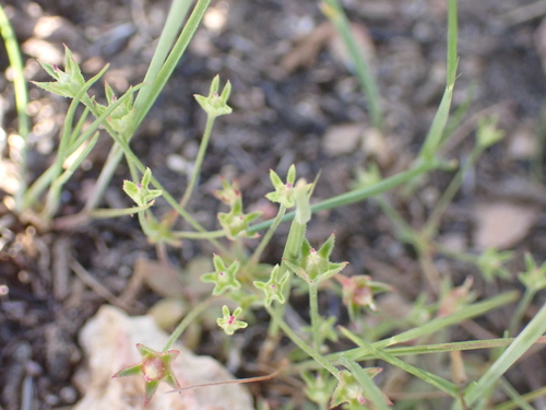 California Rockjasmine (Androsace elongata)