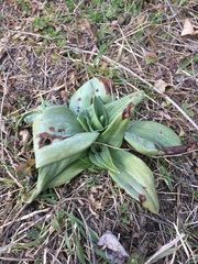 Himantoglossum adriaticum