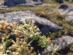 Mikania thapsoides