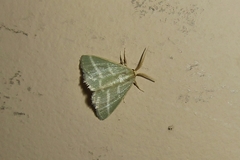 Mixocera latilineata