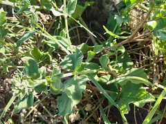 Mikania thapsoides