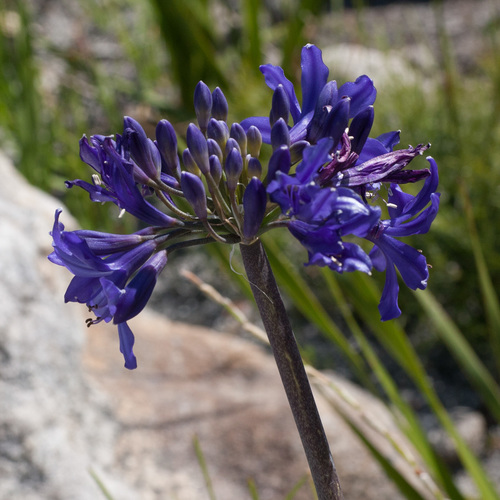 Agapanthus africanus