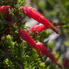 Erica monadelphia