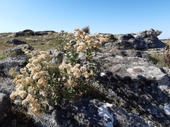 Mikania thapsoides