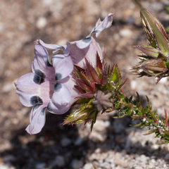 Roella maculata