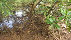 Phelsuma robertmertensi