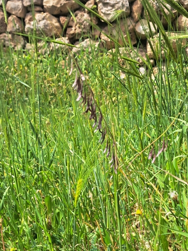 Aleppo Woad (Isatis lusitanica)
