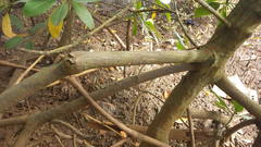 Phelsuma robertmertensi