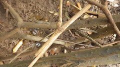 Phelsuma robertmertensi