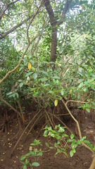 Rhizophora mucronata
