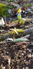 Erythronium umbilicatum