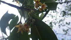 Rhizophora mucronata