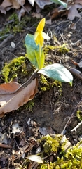 Erythronium umbilicatum