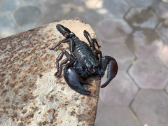 Heterometrus laoticus