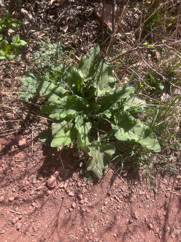 Helianthus pumilus