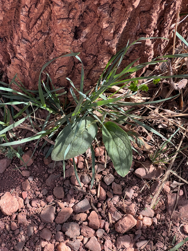 Cynoglossum officinale