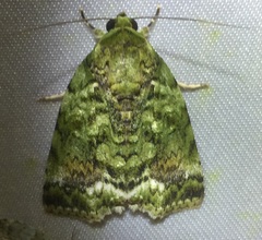 Blenina chrysochlora