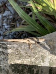 Anolis sagrei